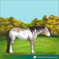 Horse Color:Brown Dun Sabino Frame 