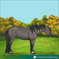 Horse Color:Grullo