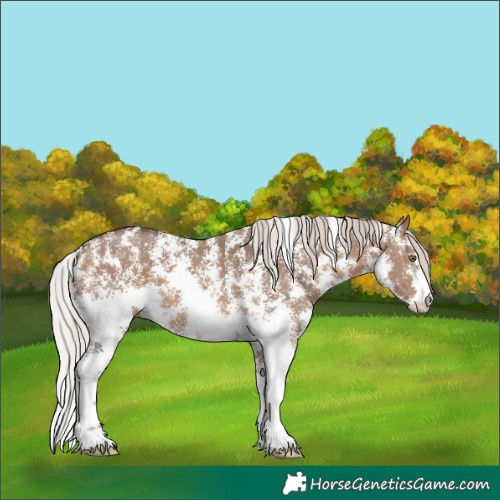 Horse Color:Silver Brown Dun Sabino