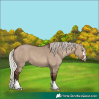 Horse Color:Silver Brown Dun 
