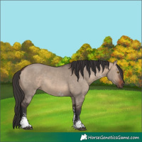 Horse Color:Brown Dun Sabino 