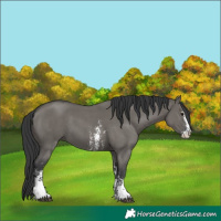 Horse Color:Grullo Sabino 