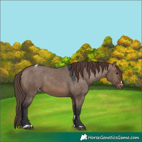 Horse Color:Brown Dun Appaloosa 