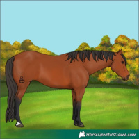 Horse Color:Bay 