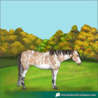 Horse Color:Bay Dun Sabino 
