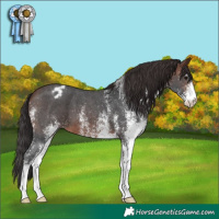 Horse Color:White Spotted Brown Blanket 