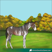 Horse Color:White Spotted Brown Appaloosa 