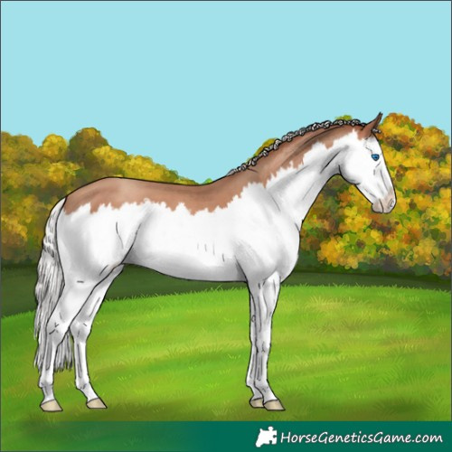 Horse Color:Silver Sable Champagne Splash 