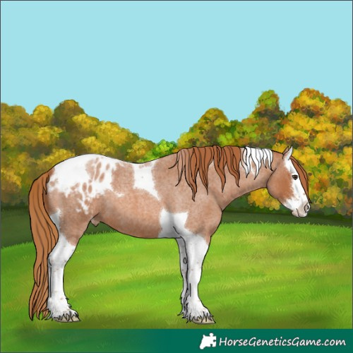Horse Color:Unknown 