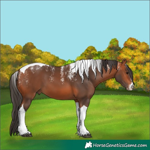 Horse Color:Powder White Bay Tobiano 