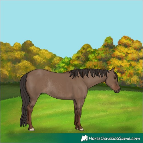 Horse Color:Liver Red Dun Rabicano 
