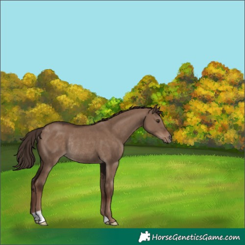Horse Color:Liver Red Dun Rabicano 