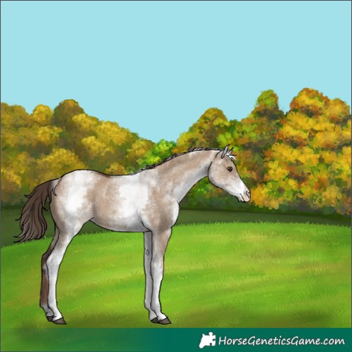 Horse Color:White Spotted Liver Red Dun 
