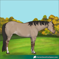 Horse Color:Liver Red Dun Sabino