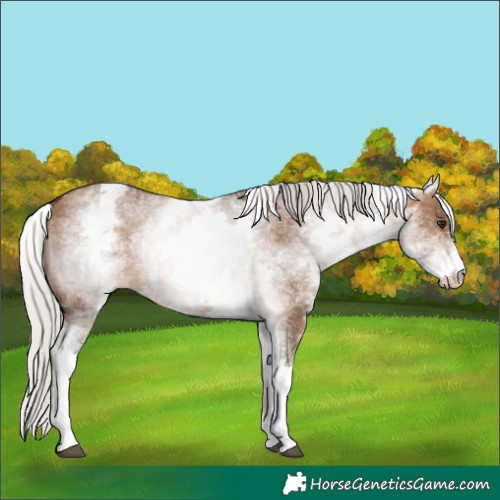 Horse Color:White Spotted Silver Brown Dun 