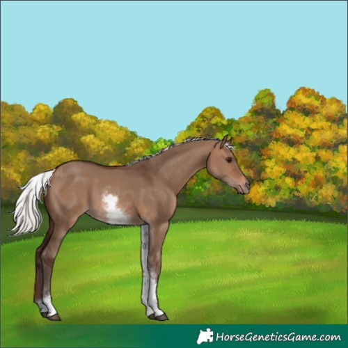Horse Color:White Spotted Silver Brown Dun Rabicano 