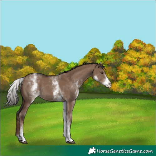 Horse Color:White Spotted Liver Red Dun Rabicano 