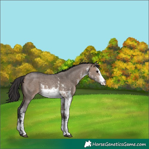 Horse Color:White Spotted Brown Dun Sabino Rabicano