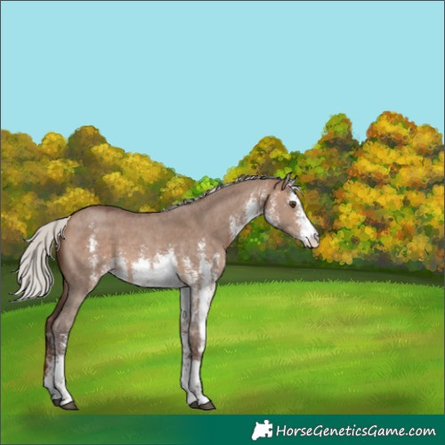 Horse Color:White Spotted Silver Bay Dun Sabino 