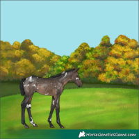 Horse Color:White Spotted Brown Dun Rabicano