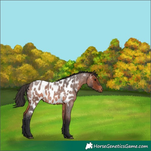 Horse Color:Brown Roan Appaloosa 