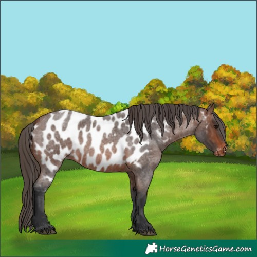 Horse Color:Brown Roan Near Leopard 