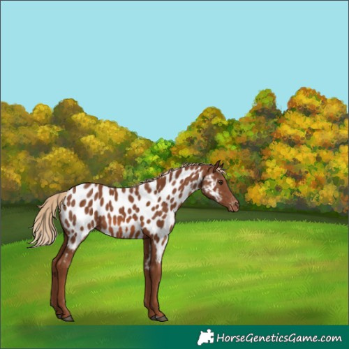 Horse Color:Chestnut Near Leopard 