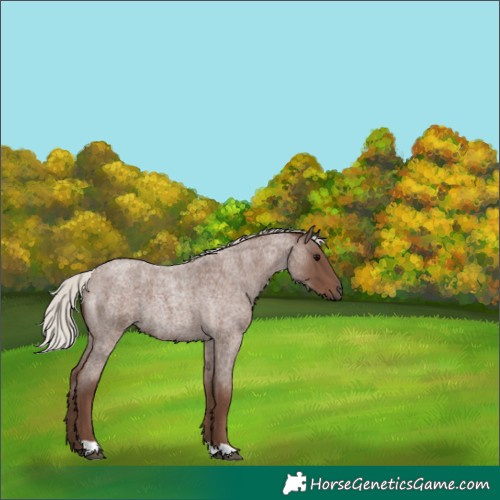 Horse Color:Silver Blue Roan 