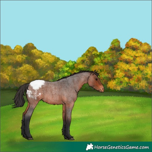 Horse Color:Brown Roan Snowcap 