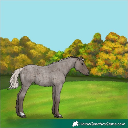Horse Color:Silver Blue Roan 