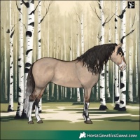 Horse Color:Bay Dun  and Bay Dun Splash 