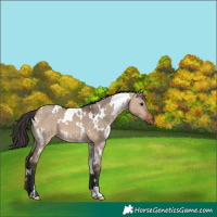 Horse Color:White Spotted Brown Dun 