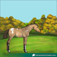 Horse Color:White Spotted Buckskin Dun 