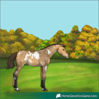 Horse Color:White Spotted Buckskin Dun 