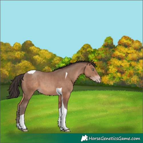 Horse Color:Sable Champagne Tobiano 