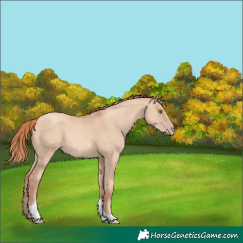 Horse Color:Gold Champagne Dun Tobiano 