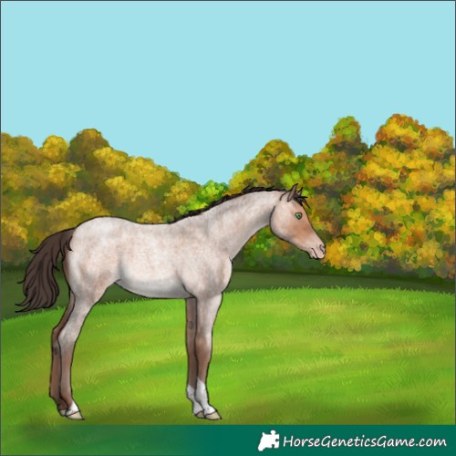 Horse Color:Amber Champagne Roan Tobiano 