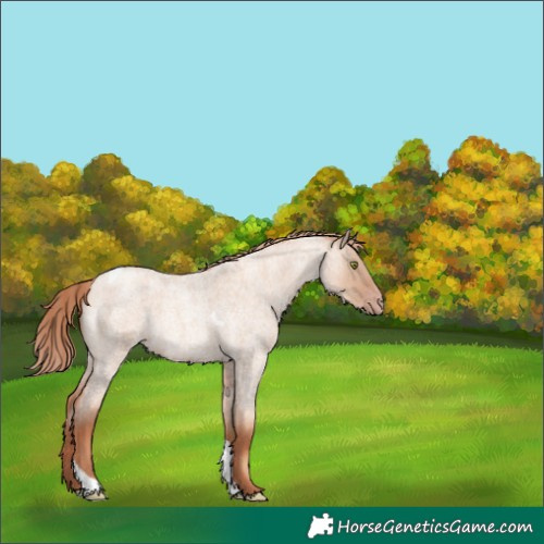 Horse Color:Gold Champagne Roan Dun Tobiano 