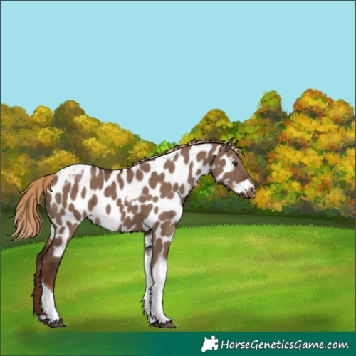 Horse Color:Liver Red Dun Tobiano Near Leopard 