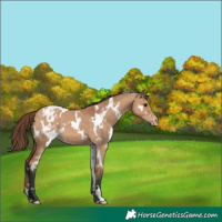 Horse Color:White Spotted Bay Dun Blanket 
