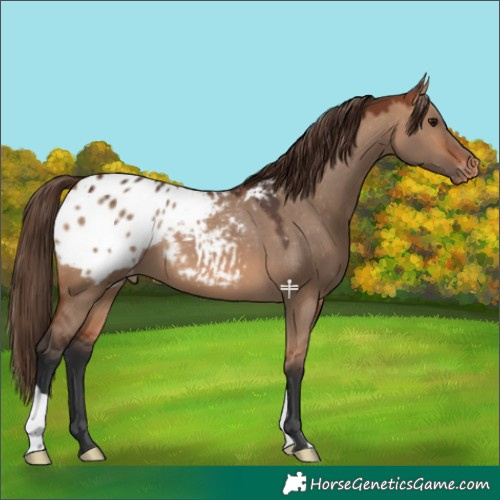 Horse Color:Bay Dun Blanket 