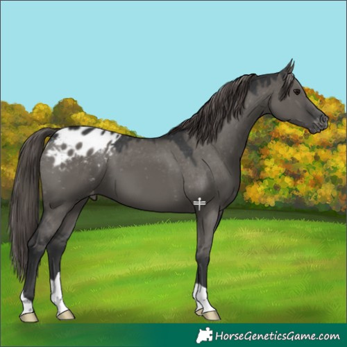 Horse Color:Grullo Blanket 