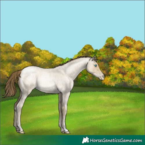 Horse Color:Buckskin Roan Pearl Dun 
