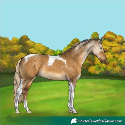 Horse Color:Chocolate Palomino Dun Tobiano 