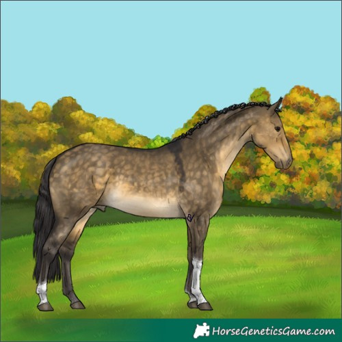 Horse Color:Buckskin Dun Tobiano Rabicano 