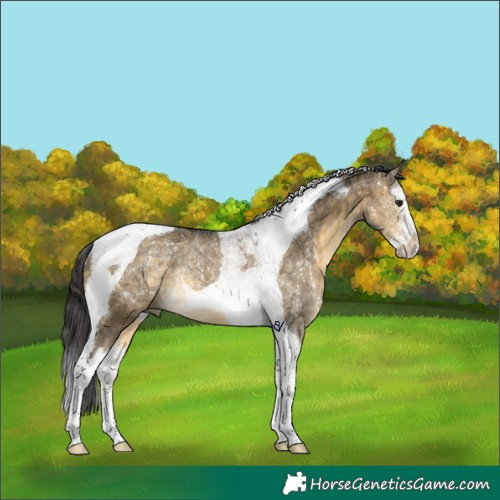 Horse Color:Buckskin Dun Splash Tobiano Rabicano 