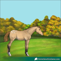 Horse Color:Buckskin Dun Appaloosa