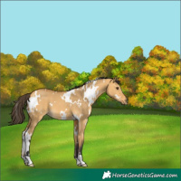 Horse Color:White Spotted Buckskin Dun 