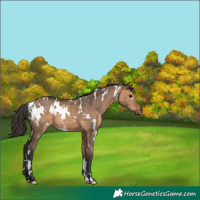 Horse Color:White Spotted Bay Dun 