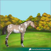Horse Color:White Spotted Bay Dun 